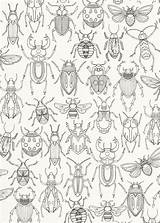 Insect Bug Coloring Pages sketch template