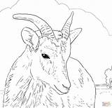 Sheep Coloring Pages Horn Big Bighorn Female Printable Dall Color Horns Print Drawing Click Designlooter Version Supercoloring Find Compatible Ipad sketch template