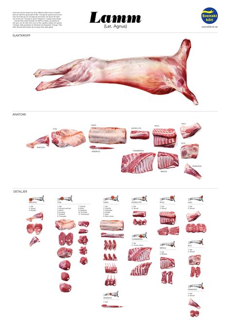 sheep cuts  meat chart vector lamb cuts diagram illustrations
