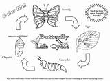 Butterfly Cycle Life Coloring Pages Cycles Science Printable Plant Grade Colouring Worksheets Living Things First Links Caterpillar Butterflies Timeless Miracle sketch template