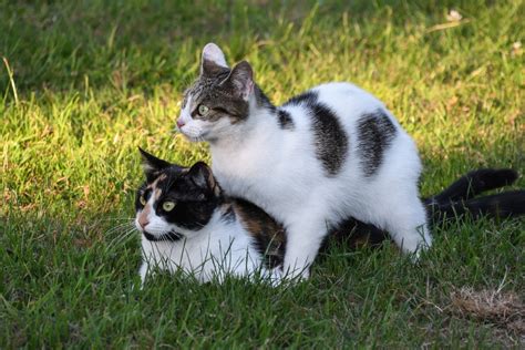 cats not getting along tips to get them to stop fighting each other