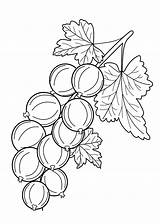 Berries Colorear Grosella Gooseberry Rama Ciruela 4kids sketch template