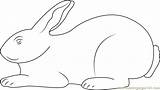 Rabbit Coloringpages101 sketch template