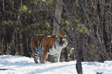brave freezing weather  wait   rare siberian tiger