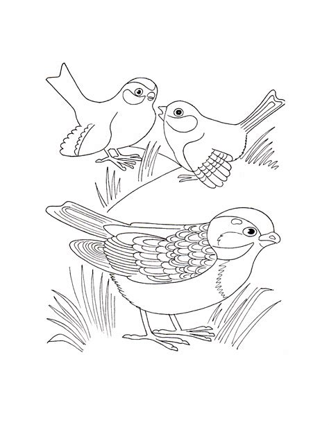 kinds  pages coloring pages