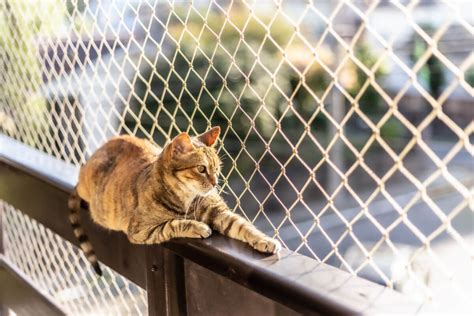 passos  instalar tela de protecao em janelas  gatos portal edicase