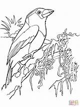 Toucan Shrike Toco Coloriage Barbet Sheets Designlooter Toekan Supercoloring Voorbeeldsjabloon sketch template