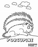 Porcupine Coloring Print Printable Animals Color sketch template