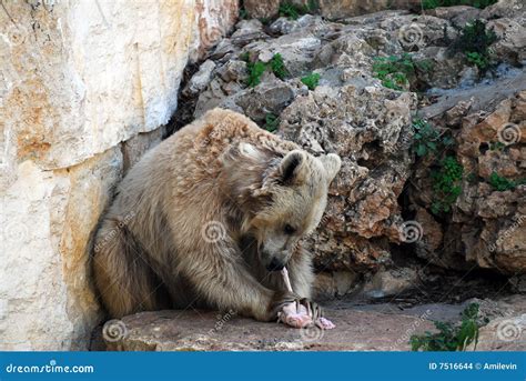 eating bear stock photo image  syrian israel long