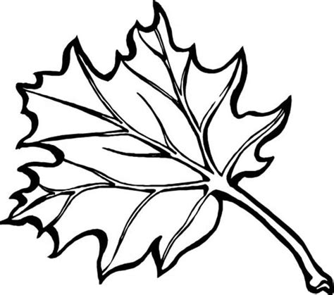 maple fall leaf coloring page kids play color