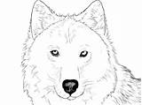 Wolf Draw Drawing Wolves Head Face Easy Drawings Simple Step Faces Angry Getdrawings Cliparts Drawn Do Pretty Fur Steps Howling sketch template