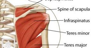 teres minor muscle medically