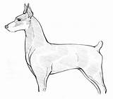 Doberman Pinscher sketch template