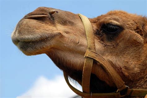 camels      negotiating balance