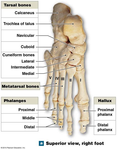 pin  anatomy  physiology diagrams