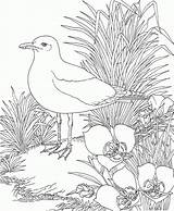 Coloring Seagull Pages State California Seagulls Orioles Bird Baltimore Utah Books Flower Kids Gull Backyard Nature Indiana Sego Animals Lily sketch template