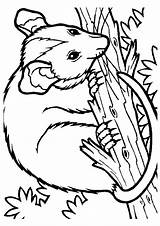 Possum Coloring Pages Animals Color Printable Opossum Kids Magic Coloringpagesforadult Animal Book Categories Print Clipart Sheets Wood Colouring Coloringpagebook School sketch template