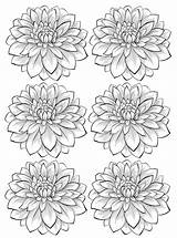 Coloring Dahlia Flowers Flower Pages Adult Adults Six Vegetation Beautiful Color Printable Most Mushroom Stars Frog Fleurs Et Getcolorings Print sketch template