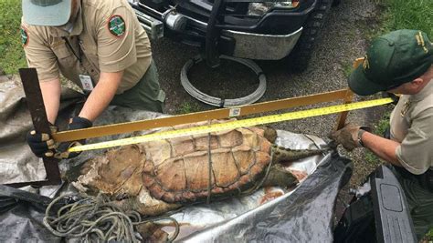 Rare Alligator Snapping Turtle Discovered In Center Hill Lake