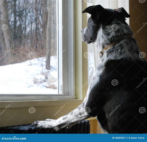 zwarte witte hond die de sneeuw bekijken uit de wind stock afbeelding image  uitziend