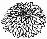 Chrysanthemum Coloring Pages Henkes Kevin Flower Drawing Getcolorings Getdrawings sketch template