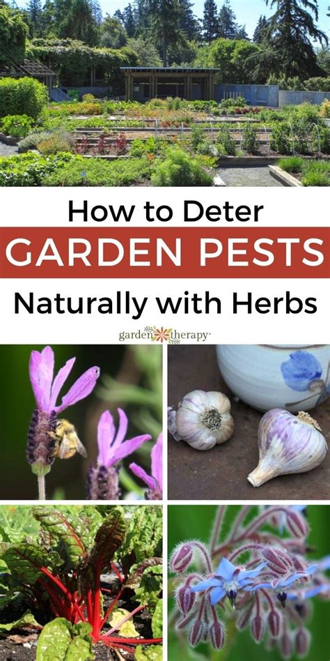 The Best Way To Deter Pests Naturally And Organically Is By Planting