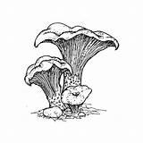 Mushroom Morel Drawing Getdrawings Chanterelle sketch template