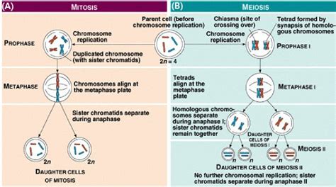 When Is Dna Replicated In Meiosis What Happens To Dna During Sexual