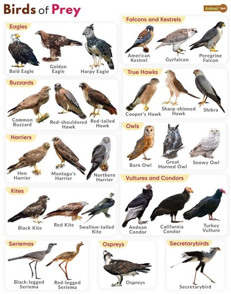 birds  prey definition list  names  pictures