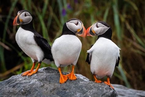 horned tufted  atlantic puffins owen deutsch photography