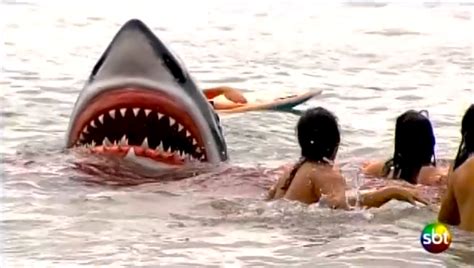 shark attack surfer hit beaches closed beach grit