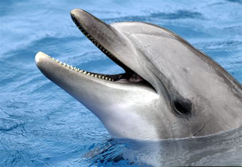 gay dolphins observed  coast  western australia
