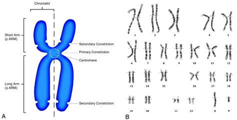 Schematic Human Chromosome Biological Science Picture Directory