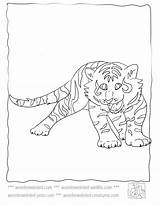 Coloring Pages Tiger Baby Choose Board Cubs sketch template