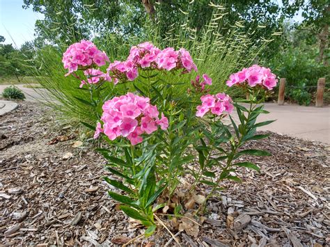 tall phlox plant  clusters  pink flowers picture