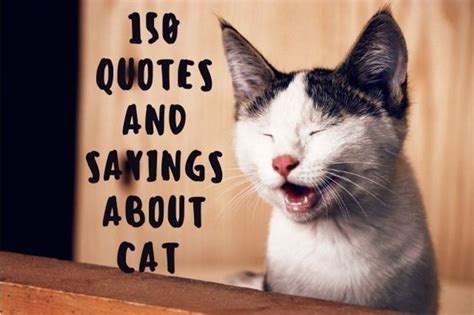cute cat quotes  sayings pethelpful