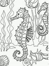 Colorir Cavalo Marinho Estrelas Peixes sketch template