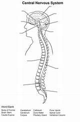 Nervous Nervioso Sistema Ejercicio Supercoloring Espinal Nervensystem Medula Chessmuseum Partes Completar Unlabeled Cns Periférico Spinal Physiology sketch template