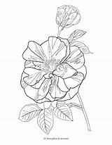 Coloring Orchid Pages Popular sketch template