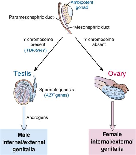 Sex Chromosomes And Their Abnormalities Basicmedical Key