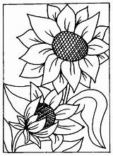 Floarea Soarelui Colorat Girasoli Tournesol Sunflower Girasoles Girasol Flores Fleurs Bordar Planse Colorare Riscos Soare Decupat Girasole Ludinet Zonnebloem Plantes sketch template