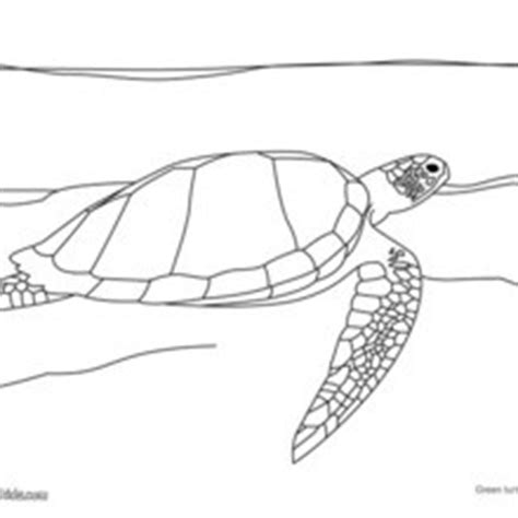 turtle coloring pages hellokidscom