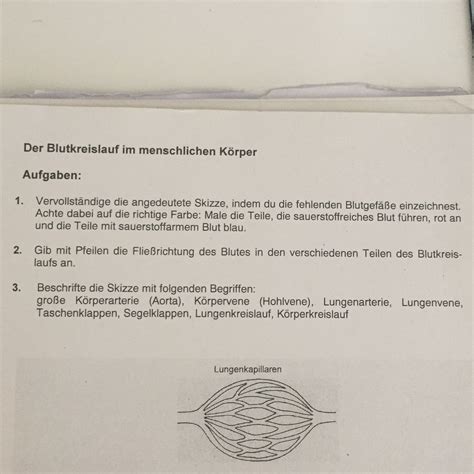 blutkreislauf im menschlichen koerper arbeitsblatt schule