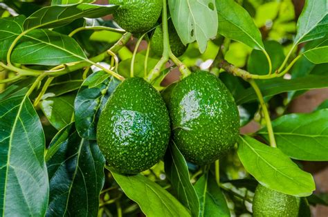 Avocado Trees And How Long To Grow A Mature Tree