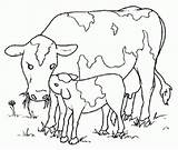 Vacas Toros Vaca Bueyes Vaci Colorare Cuccioli Colorat Vaquinhas Cows Vitel Desene Planse Riscos Castrado Loads Pintar Maestra Chachipedia Cria sketch template