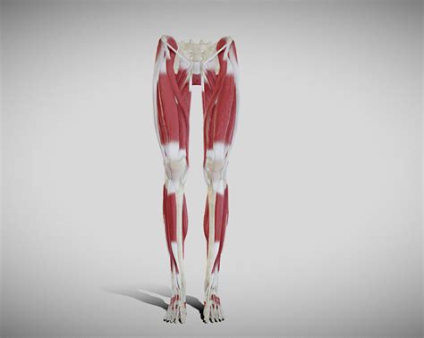 3d Model Female Lower Limb Anatomy Vr Ar Low Poly Cgtrader