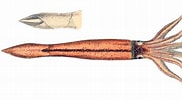 Afbeeldingsresultaten voor "taonius Pavo". Grootte: 182 x 100. Bron: animalia.bio