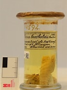 Afbeeldingsresultaten voor "scyllarus Berthold Ii". Grootte: 138 x 185. Bron: www.gbif.org