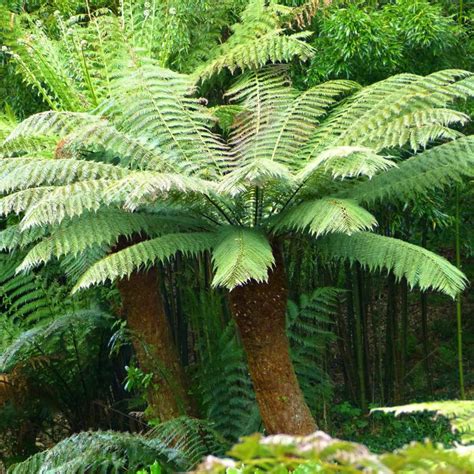 dicksonia soft tree fern 7 pot hello hello plants