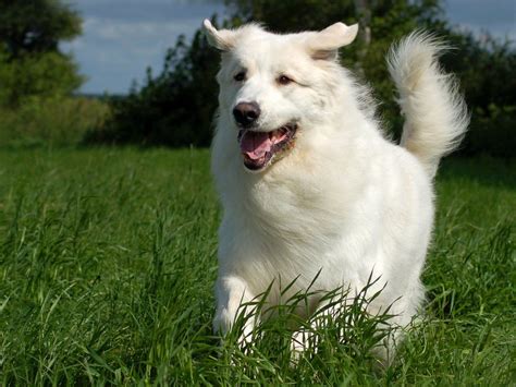 great pyrenees long haired dog breeds long haired dogs  dogs